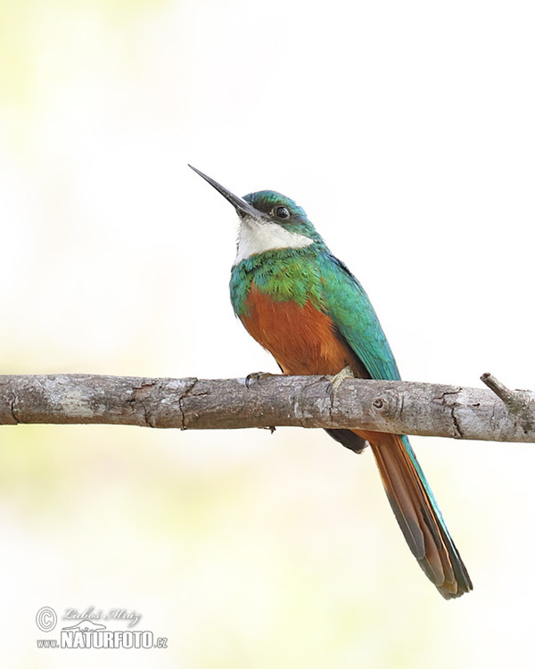 Grünschwanz-Glanzvogel (Galbula galbula)