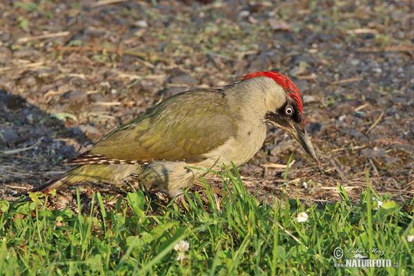 Grünspecht (Picus viridis)