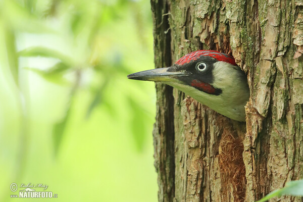 Grünspecht (Picus viridis)