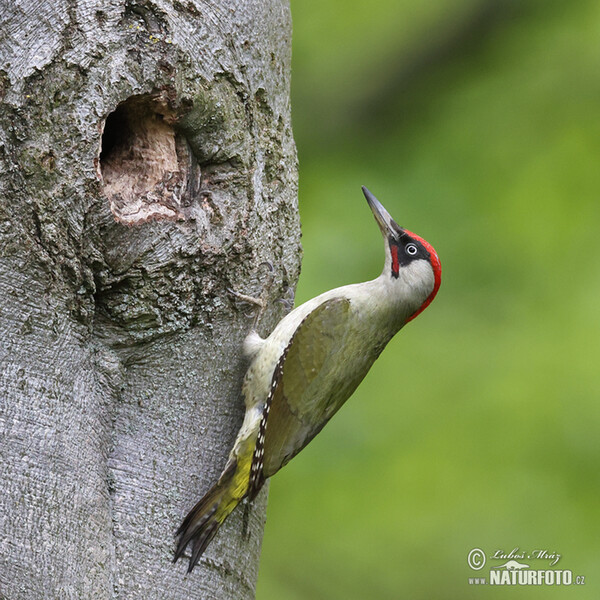 Grünspecht (Picus viridis)