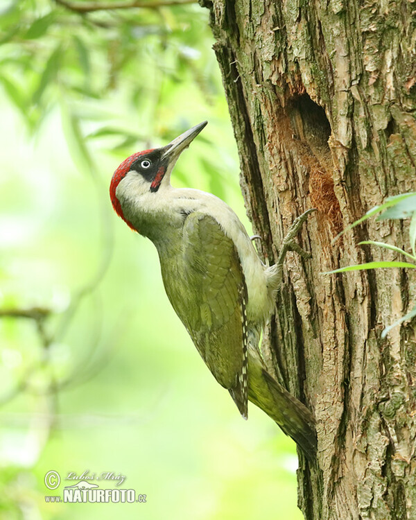 Grünspecht (Picus viridis)