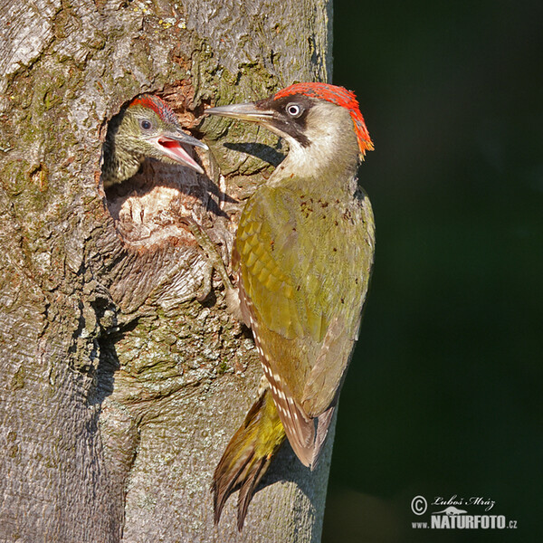 Grünspecht (Picus viridis)