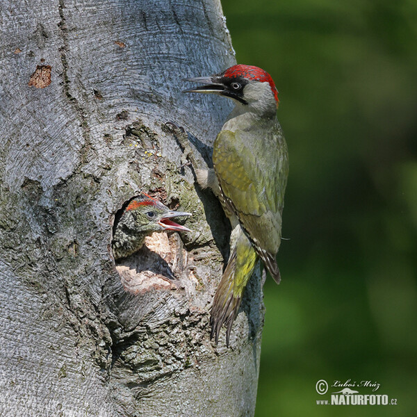 Grünspecht (Picus viridis)