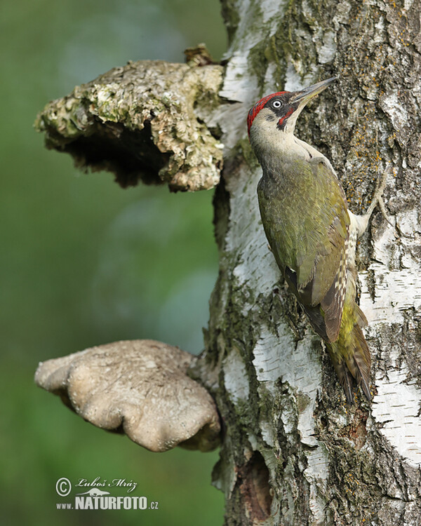 Grünspecht (Picus viridis)