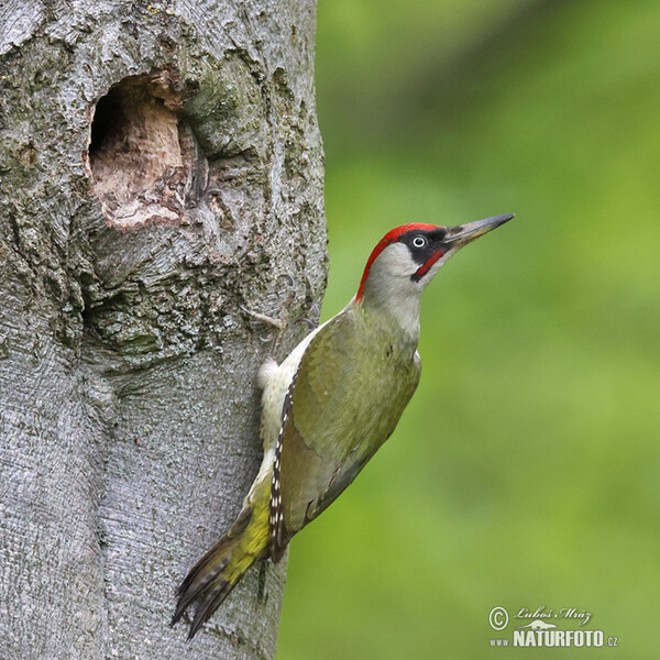 Grünspecht (Picus viridis)