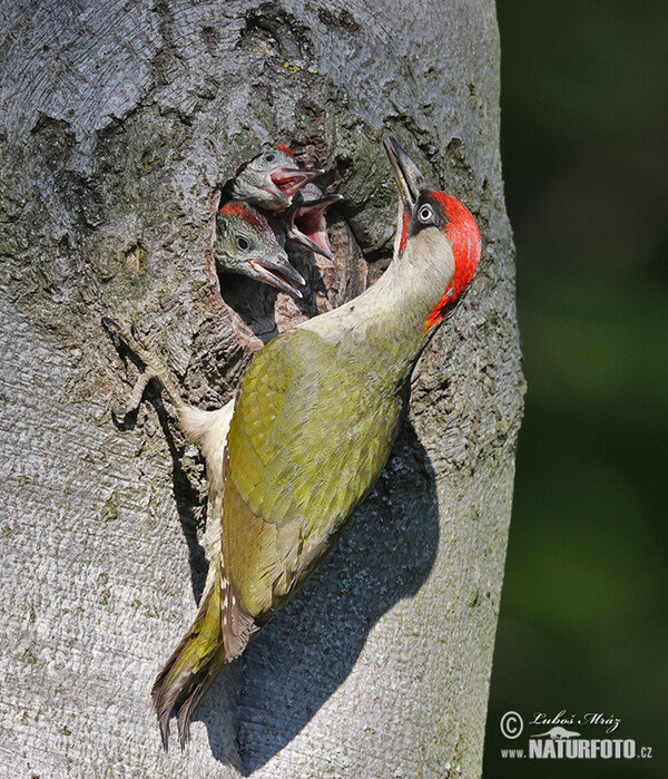 Grünspecht (Picus viridis)