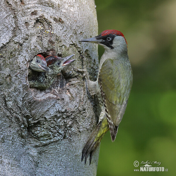 Grünspecht (Picus viridis)