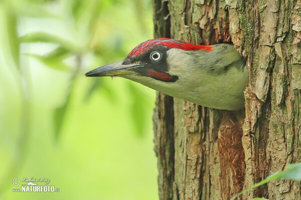 Grünspecht (Picus viridis)