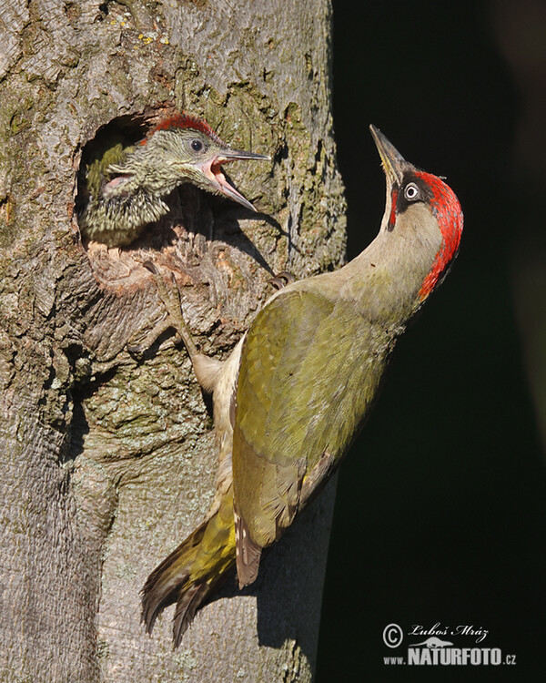 Grünspecht (Picus viridis)