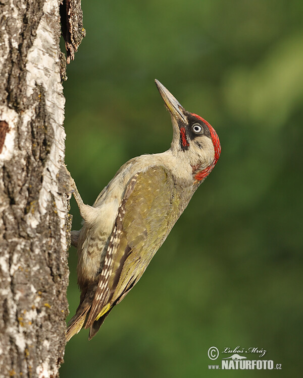 Grünspecht (Picus viridis)