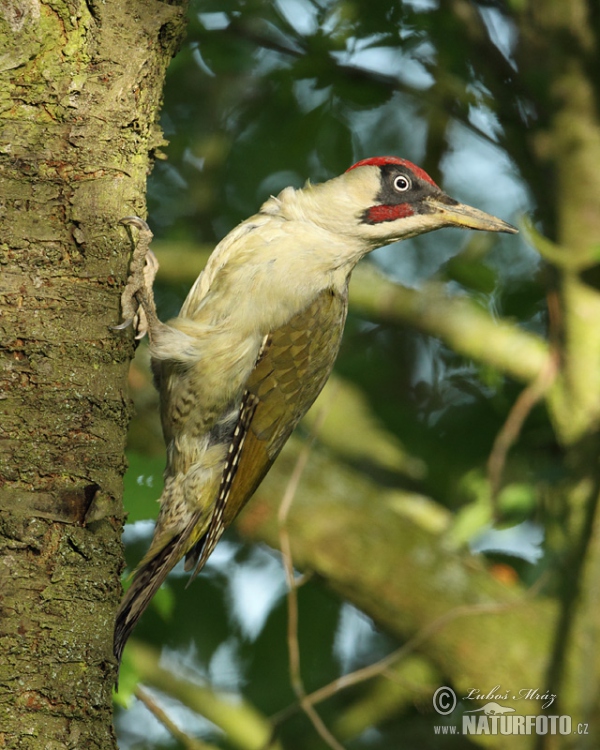 Grünspecht (Picus viridis)