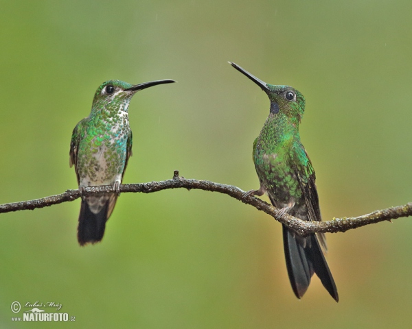 Grünstirn-brilliantkolibri (Heliodoxa jacula)