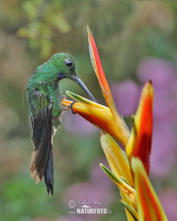 Grünstirn-brilliantkolibri (Heliodoxa jacula)