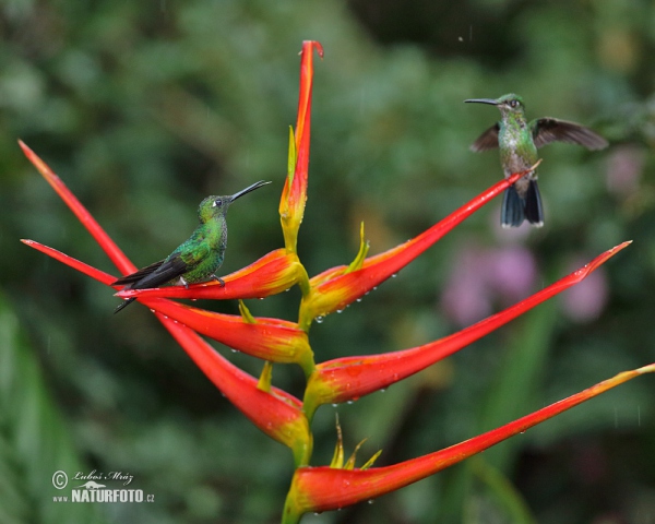 Grünstirn-brilliantkolibri (Heliodoxa jacula)