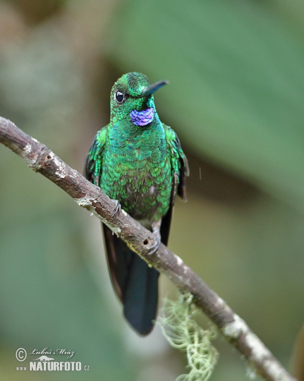 Grünstirn-brilliantkolibri (Heliodoxa jacula)