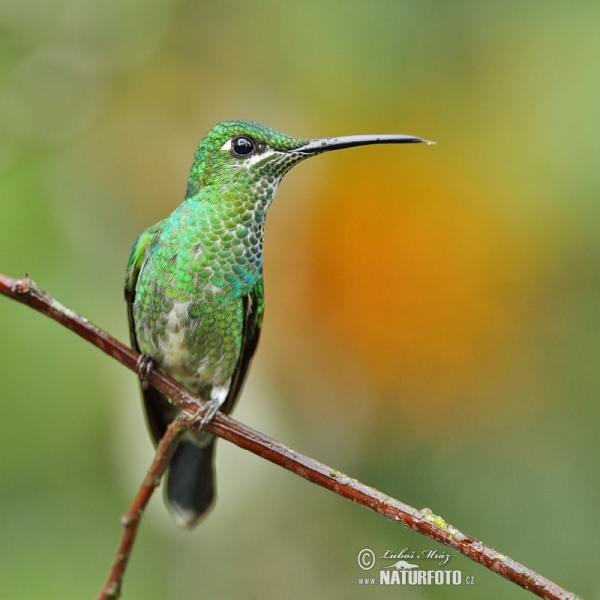 Grünstirn-brilliantkolibri (Heliodoxa jacula)