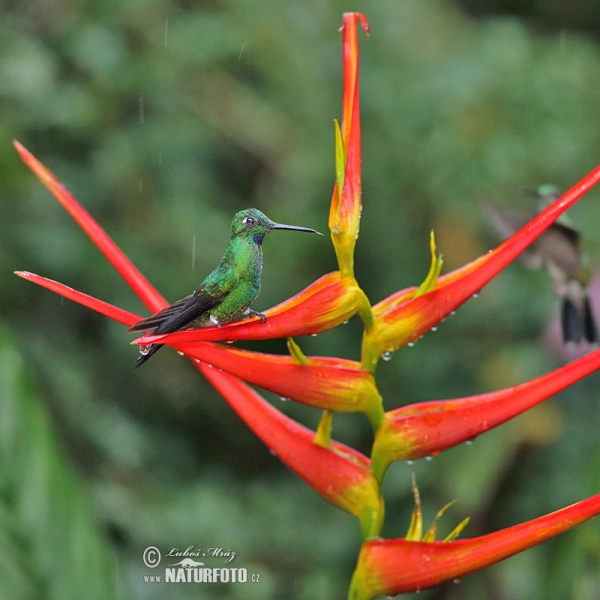 Grünstirn-brilliantkolibri (Heliodoxa jacula)