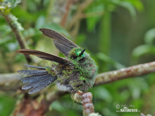 Grünstirn-brilliantkolibri (Heliodoxa jacula)