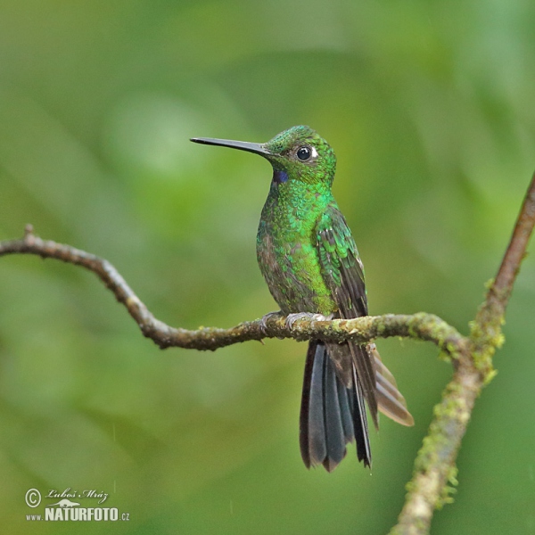 Grünstirn-brilliantkolibri (Heliodoxa jacula)