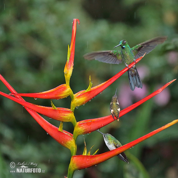 Grünstirn-brilliantkolibri (Heliodoxa jacula)