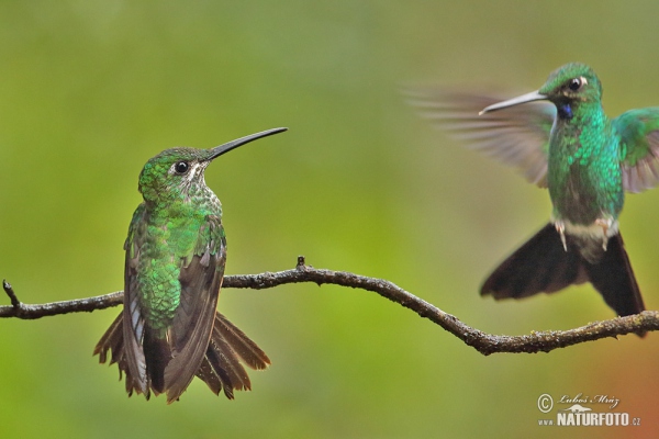 Grünstirn-brilliantkolibri (Heliodoxa jacula)