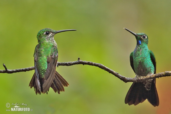 Grünstirn-brilliantkolibri (Heliodoxa jacula)