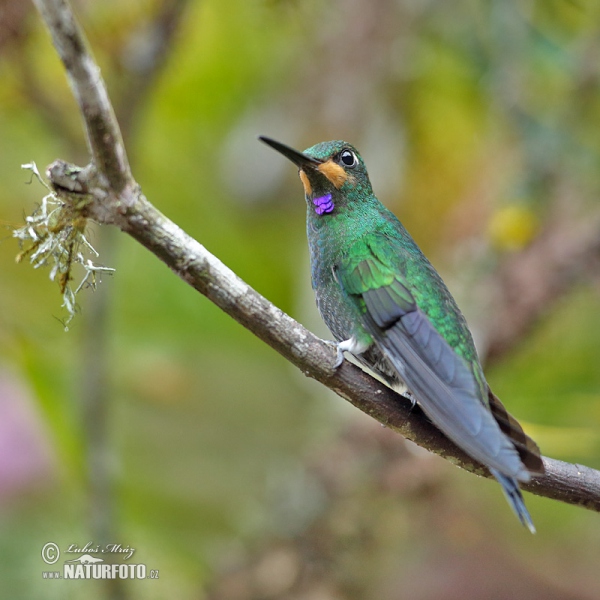 Grünstirn-brilliantkolibri (Heliodoxa jacula)