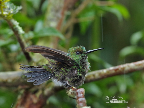 Grünstirn-brilliantkolibri (Heliodoxa jacula)