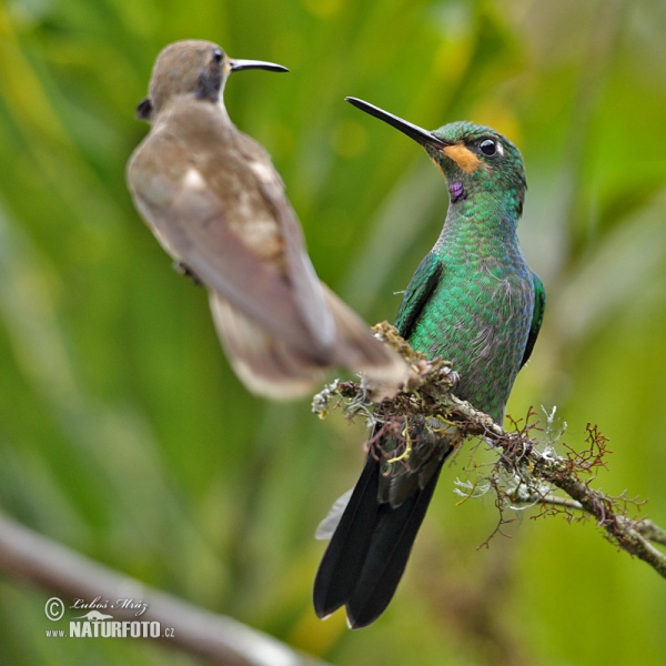 Grünstirn-brilliantkolibri (Heliodoxa jacula)