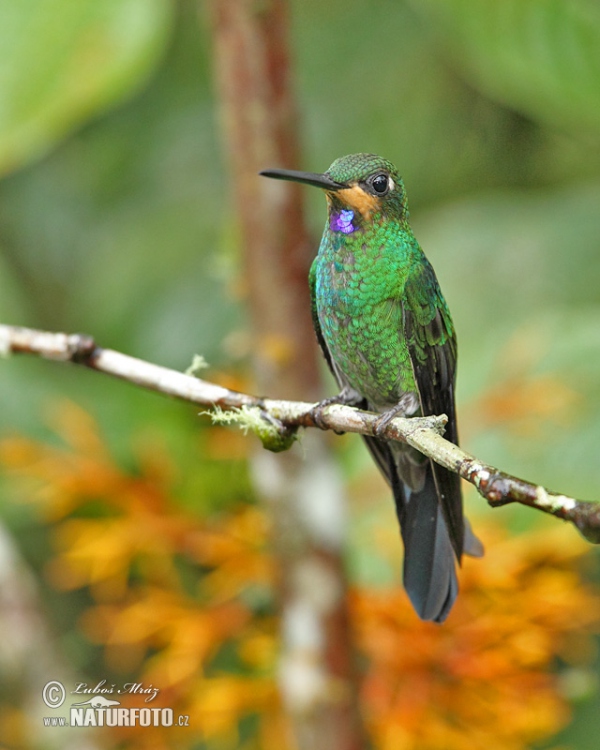 Grünstirn-brilliantkolibri (Heliodoxa jacula)