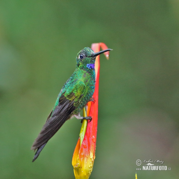 Grünstirn-brilliantkolibri (Heliodoxa jacula)