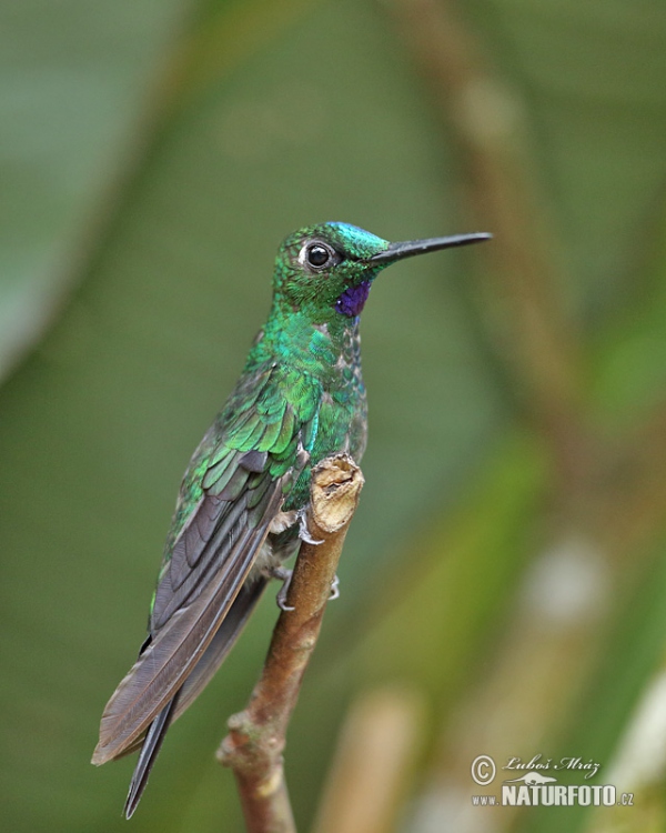 Grünstirn-brilliantkolibri (Heliodoxa jacula)