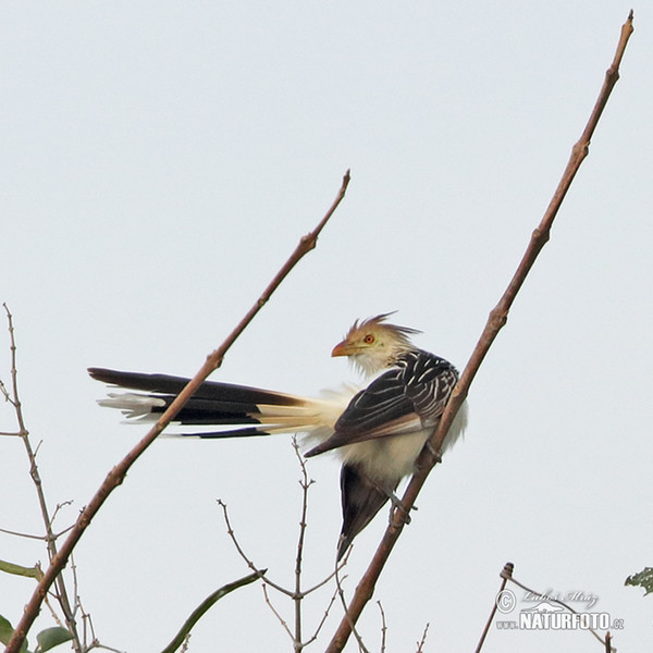 Guirakuckuck (Guira guira)