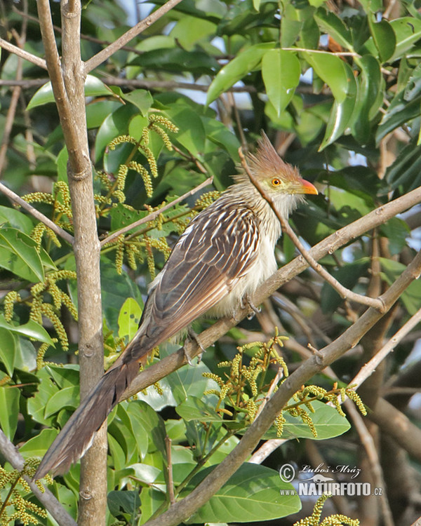 Guirakuckuck (Guira guira)