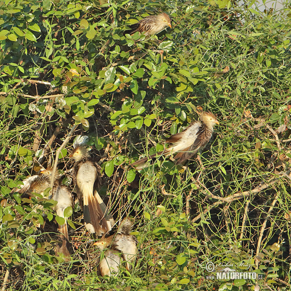 Guirakuckuck (Guira guira)