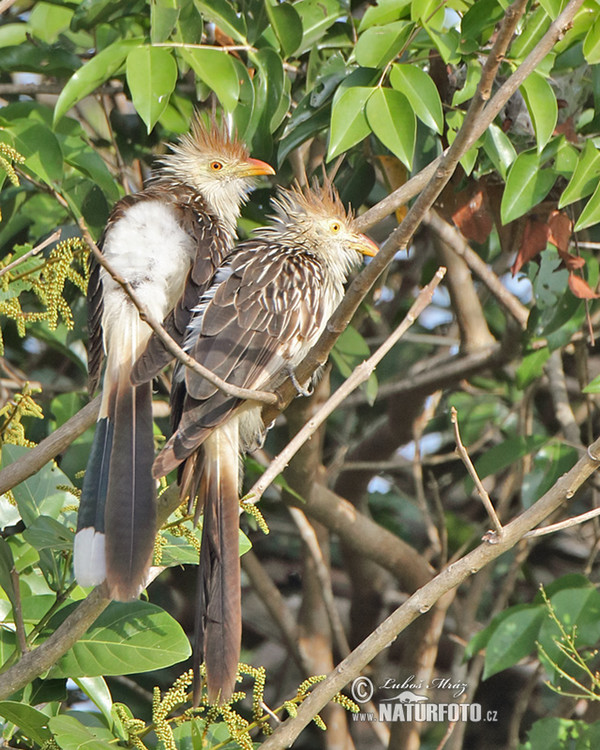 Guirakuckuck (Guira guira)