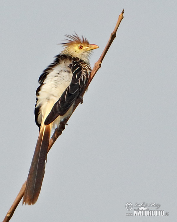 Guirakuckuck (Guira guira)