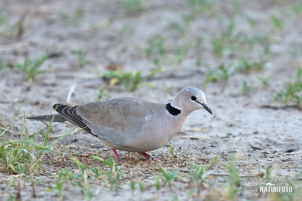 Gurrtaube (Streptopelia capicola)