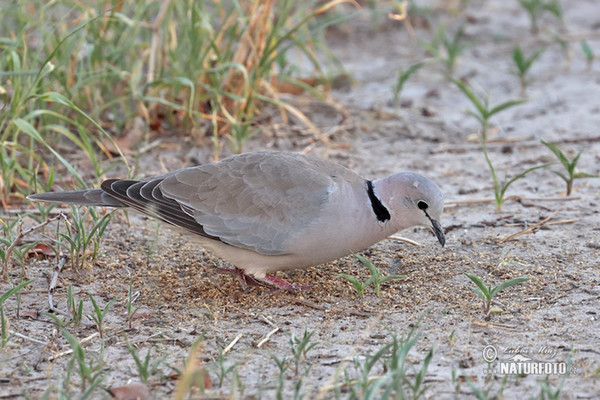 Gurrtaube (Streptopelia capicola)