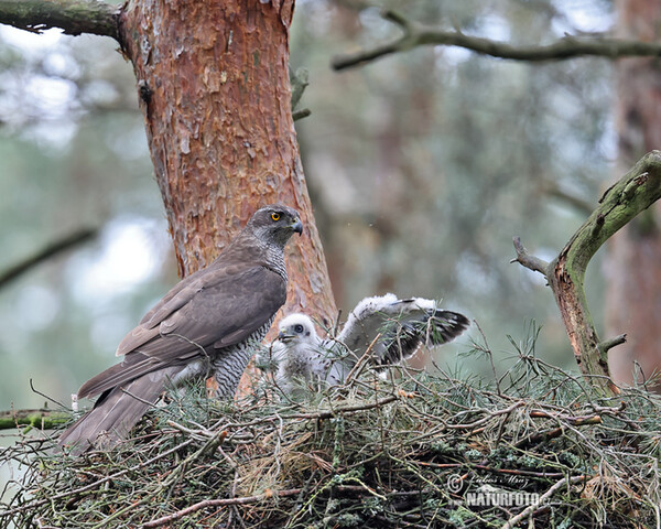 Habicht (Accipiter gentilis)