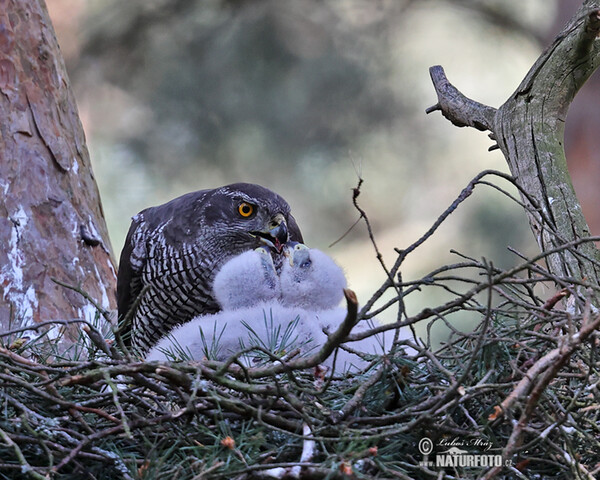 Habicht (Accipiter gentilis)