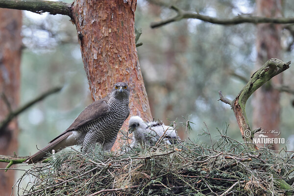 Habicht (Accipiter gentilis)