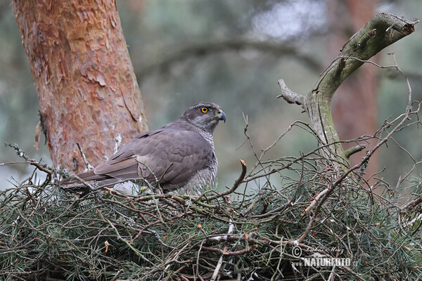 Habicht (Accipiter gentilis)