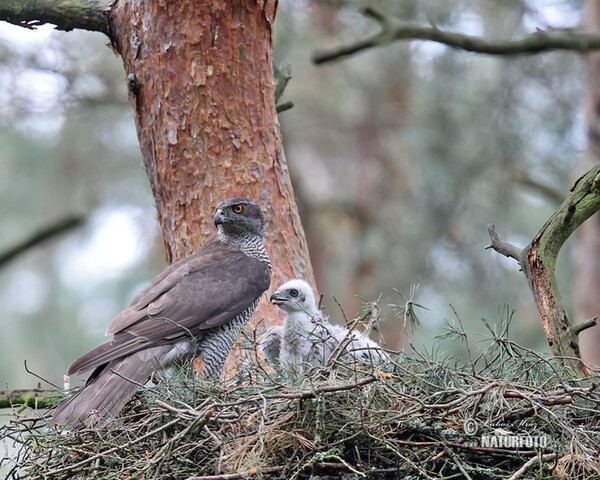 Habicht (Accipiter gentilis)