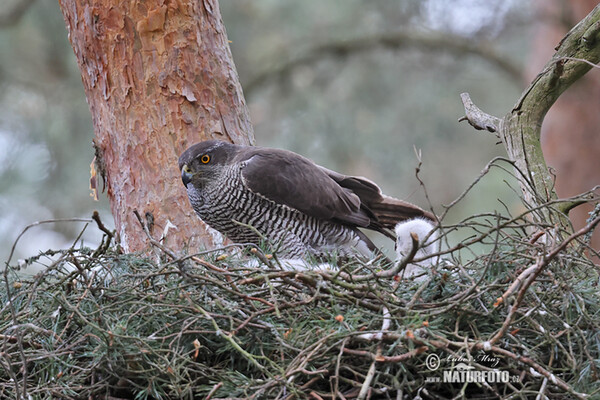 Habicht (Accipiter gentilis)