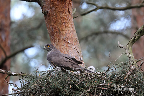 Habicht (Accipiter gentilis)