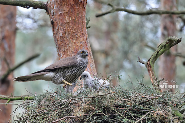 Habicht (Accipiter gentilis)