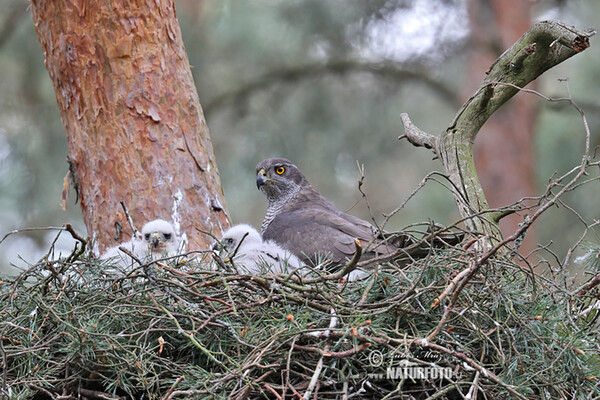 Habicht (Accipiter gentilis)