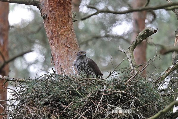 Habicht (Accipiter gentilis)