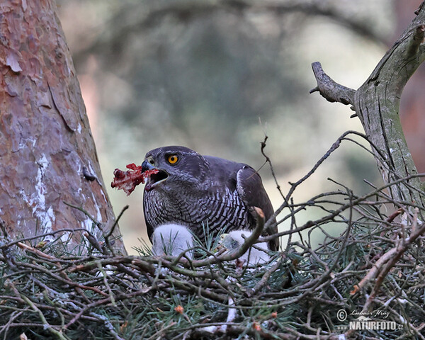 Habicht (Accipiter gentilis)